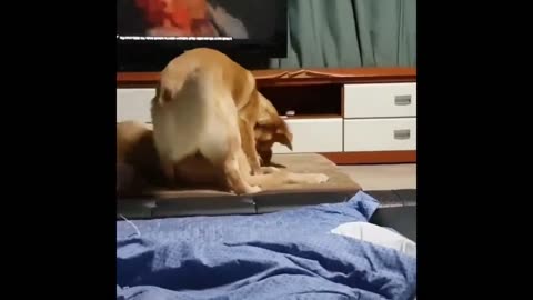 FUNNY CATS & DOGS VIRAL THE BEST VIDEOS FOR KIDS AND ADULTS THIS TIME