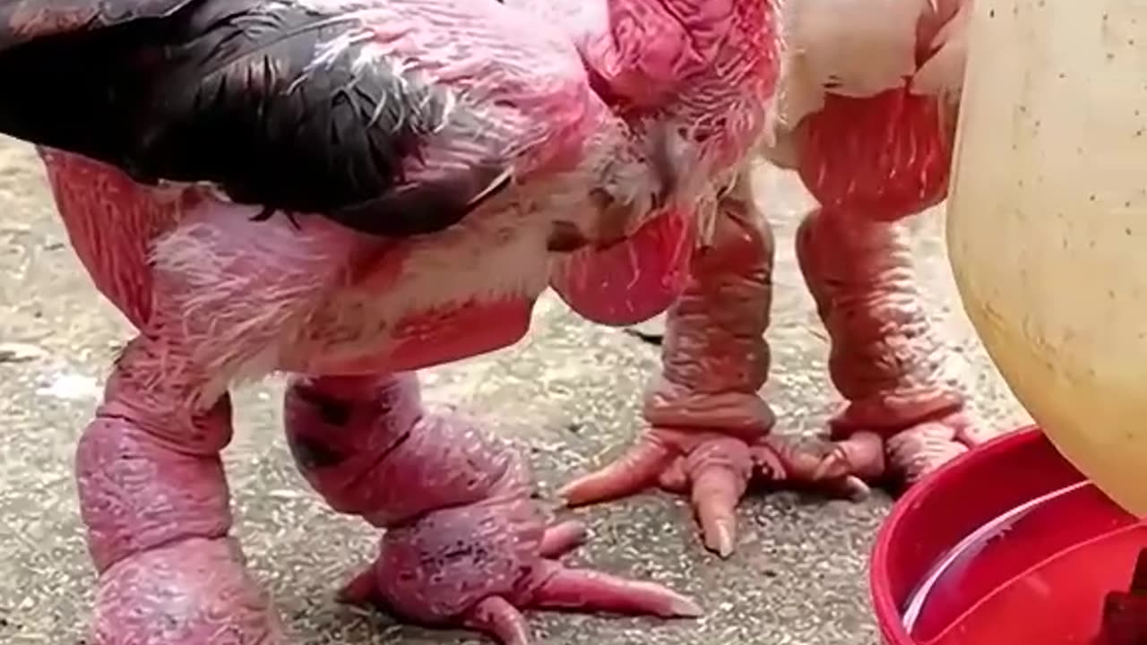 Big Leg Chicken 🍗 HD Photography By Nature.