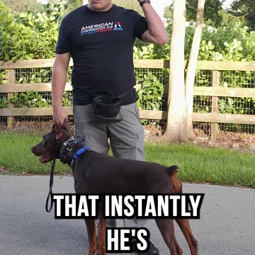 Doberman with HORRIBLE Leash Reactivity