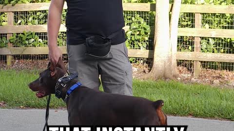 Doberman with HORRIBLE Leash Reactivity