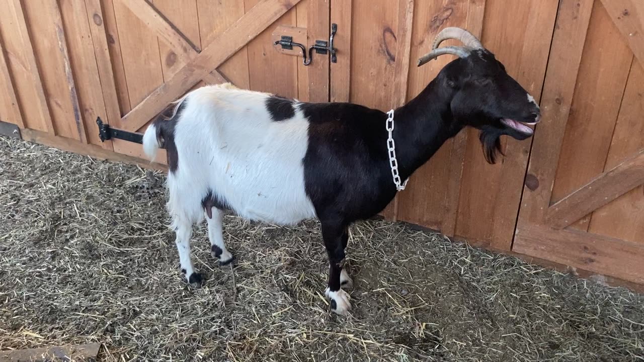 Goat Dottie Water Breaking Going into Labor 03.2023