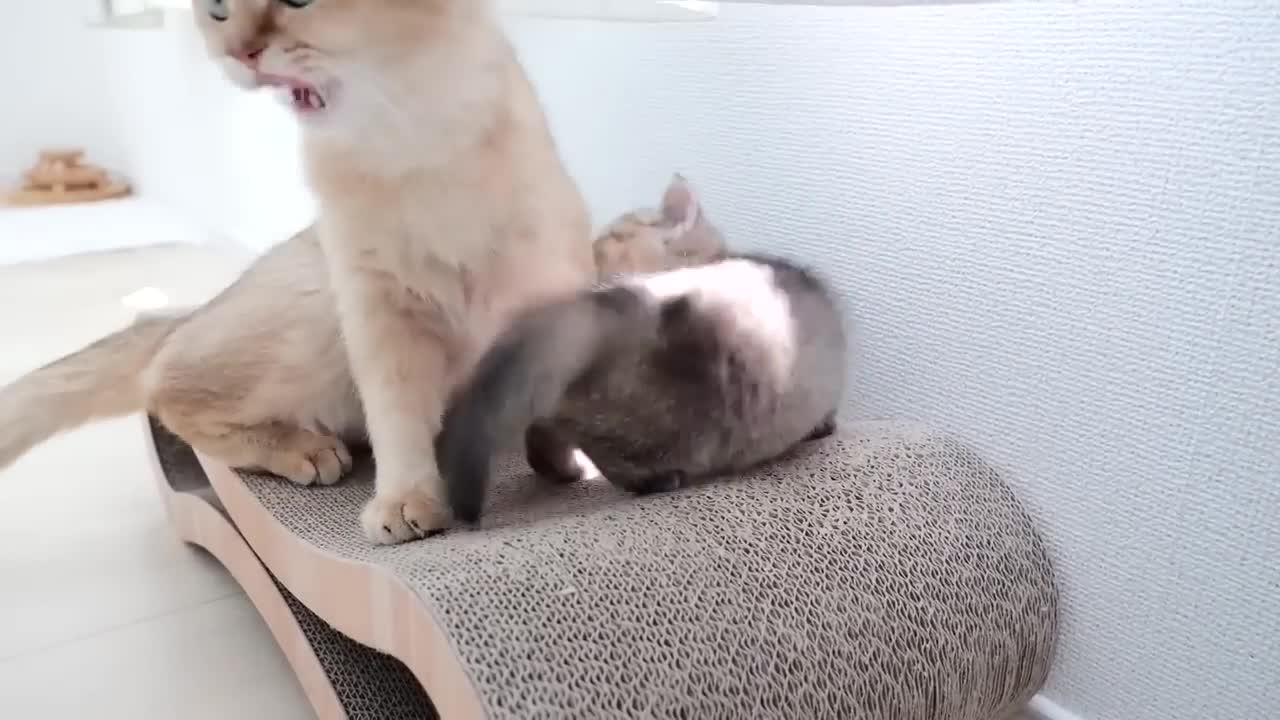 Just by looking at it, I can feel the kitten's love for its mother cat