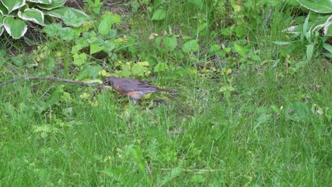 American robin