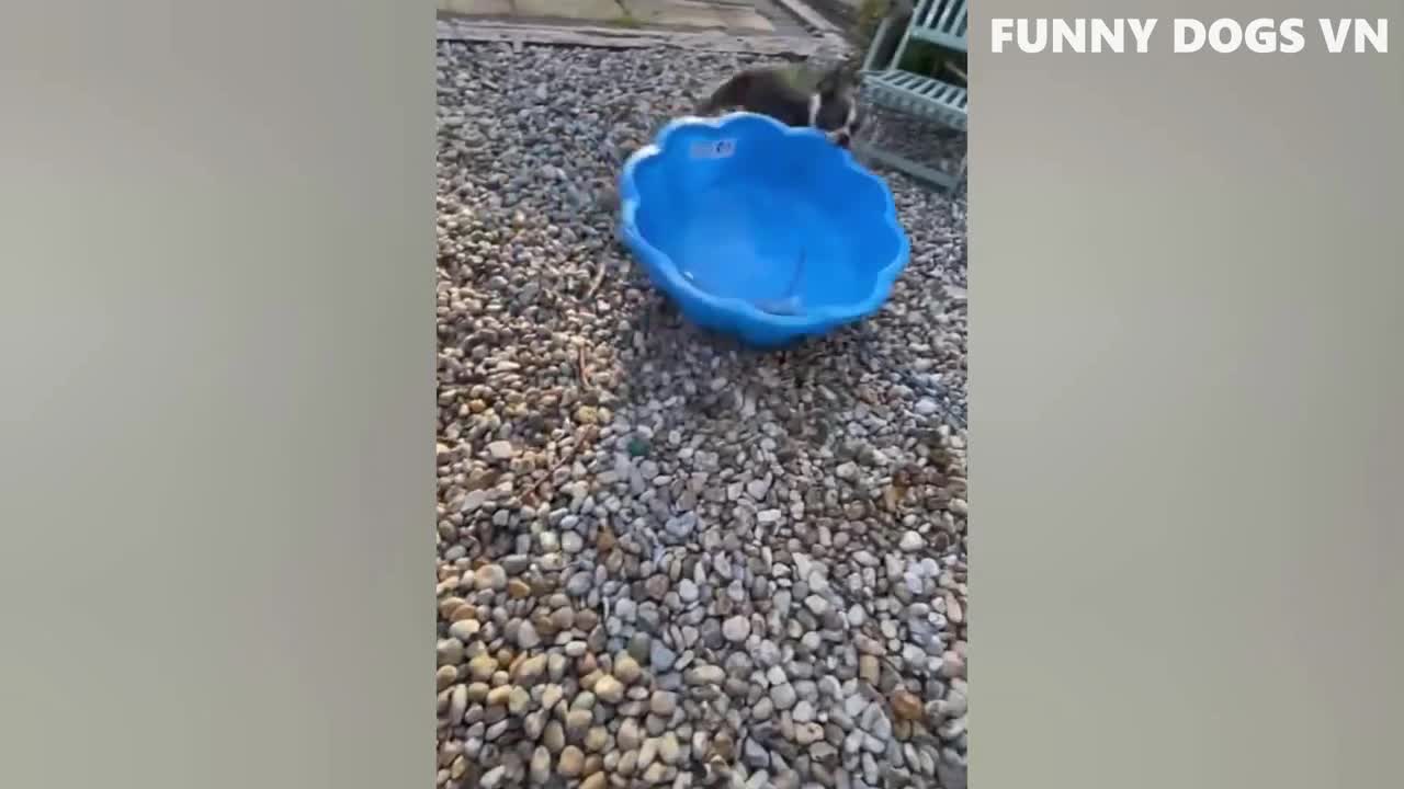 Funniest Animals Video - Funny Dogs And Cats - Try Not To Laugh Animals 2022