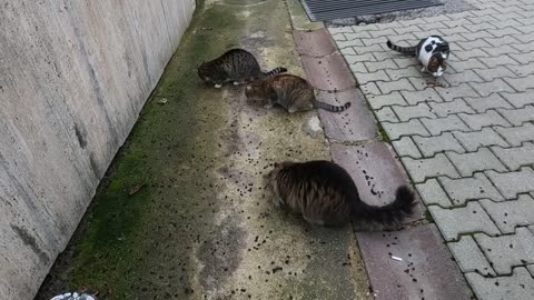 Beautiful fluffy cat and her friends are very cute and friendly