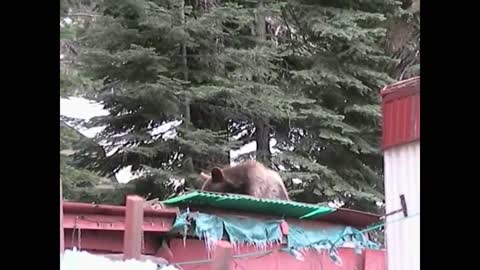 Young Black Bear Eating Bird Foot on Roof Part2