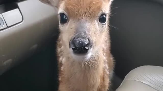 Fawn Bleats After Being Rescued