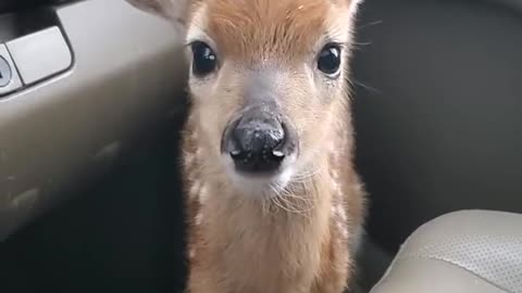 Fawn Bleats After Being Rescued