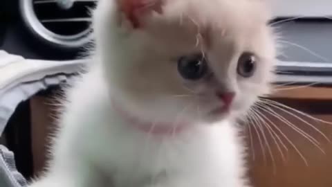 Top funny cute kitten random viral clips
