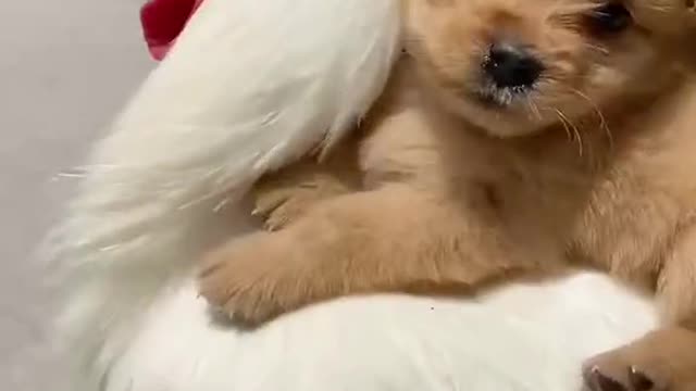 Cock roams around with cute puppy on his back