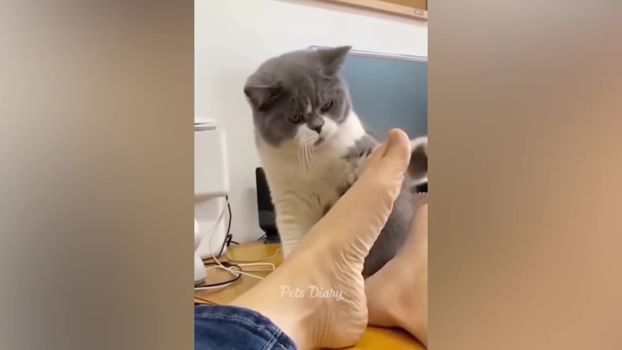 Funny Cats and Dogs