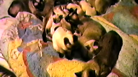 Circa 1990 - Feeding Time for a Whole Bunch of Kittens