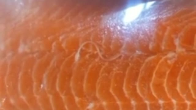 Costco salmon with parasites