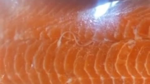 Costco salmon with parasites