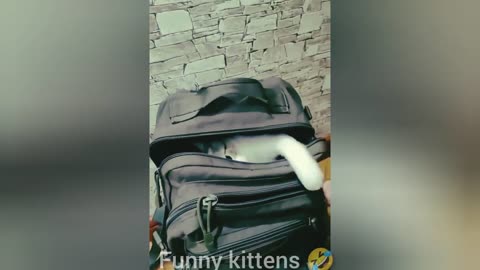 best animal funny videos