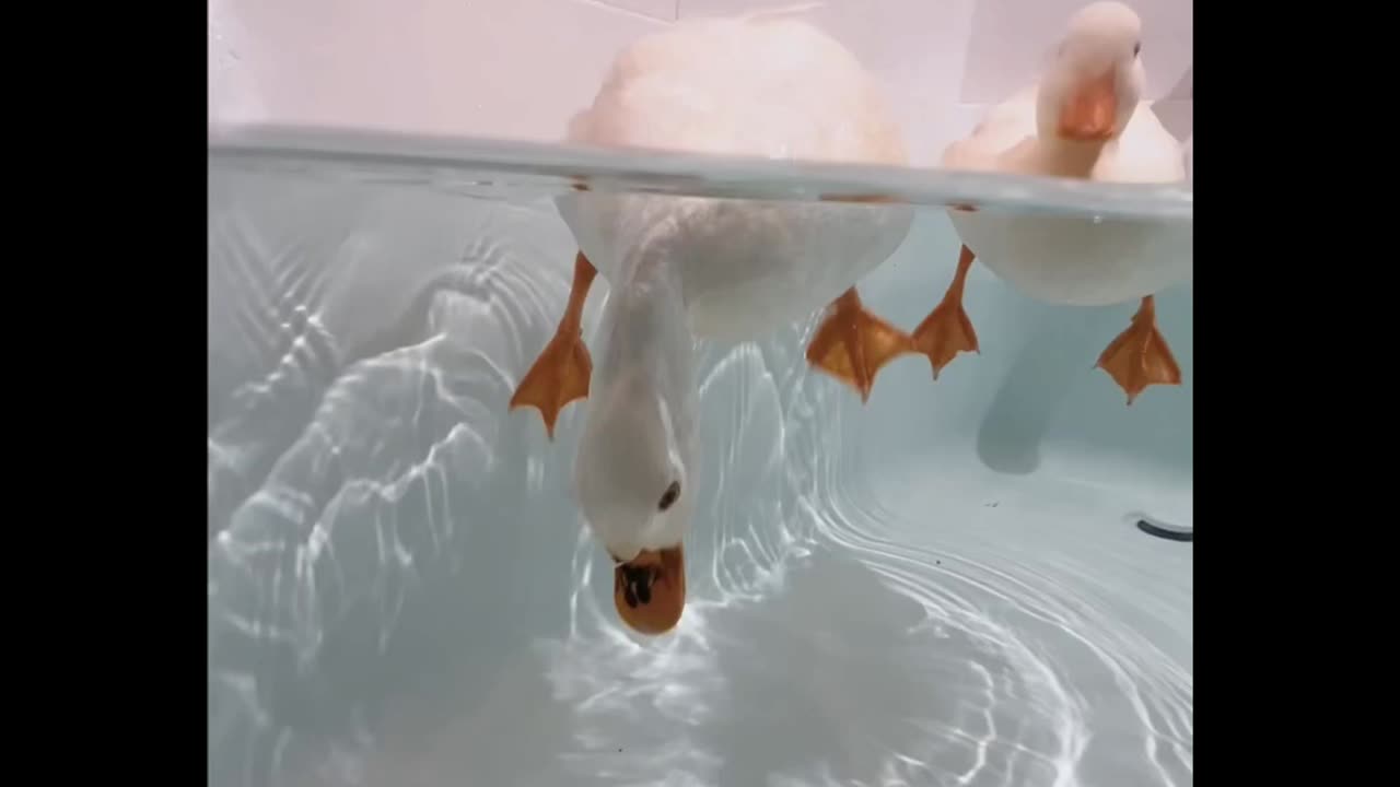 Oh No! 🦆