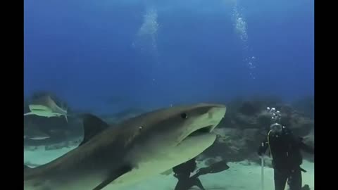 Tiger Shark pass