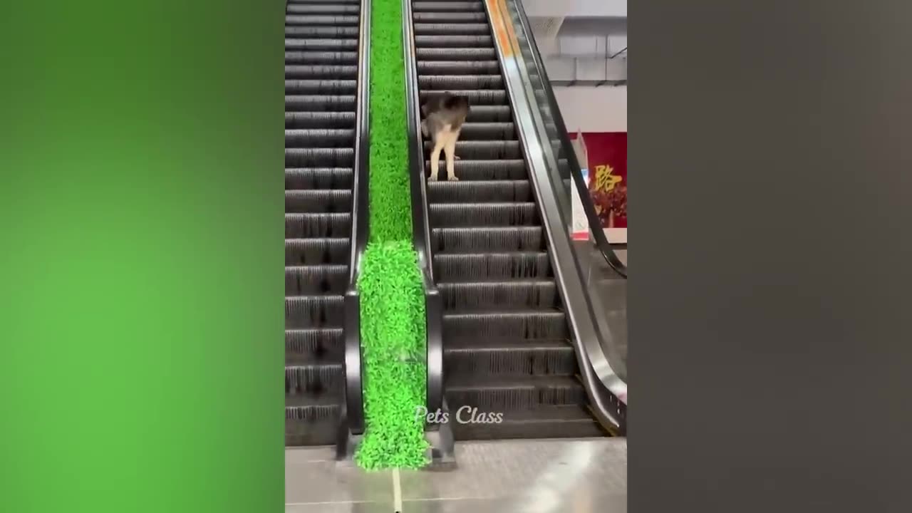 Cat funny clip