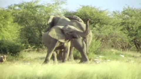 Lions running across the grassland