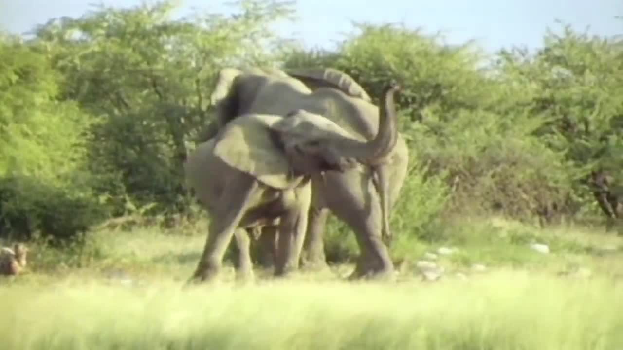 Lions running across the grassland