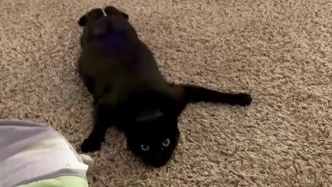 Cat Crawls Weirdly Across Carpeted Floor