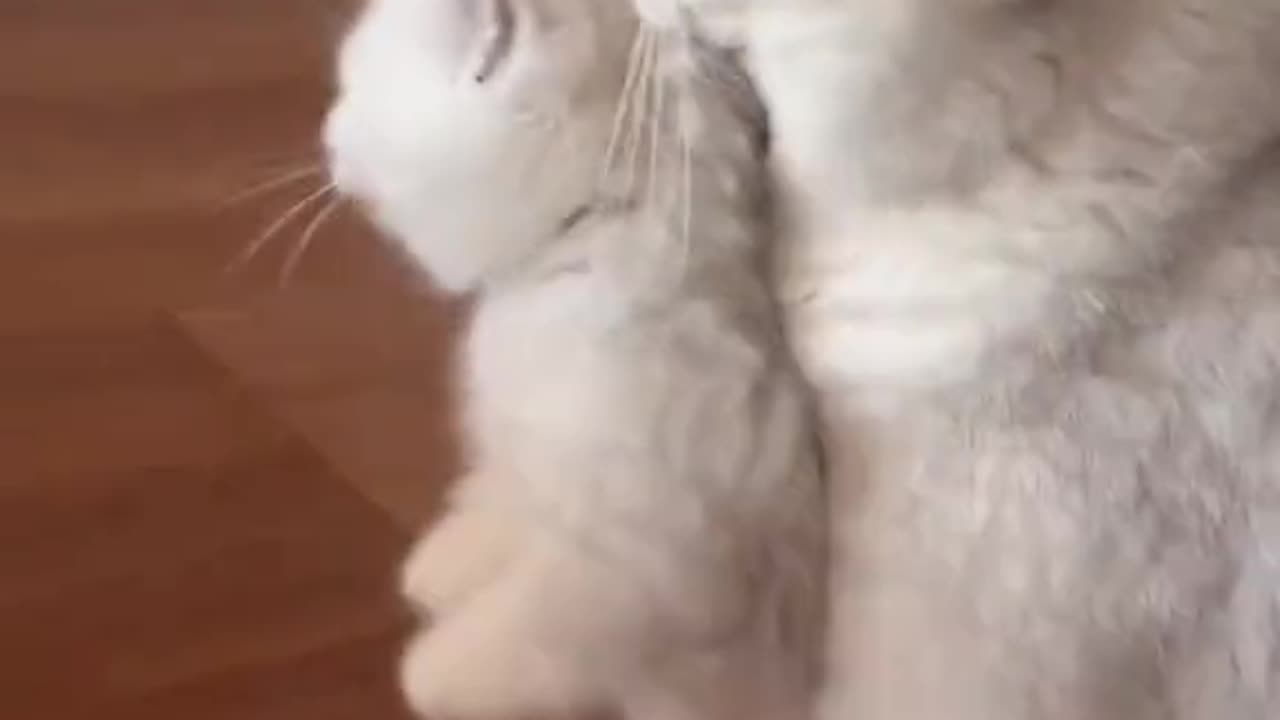 Cute video of cat #cat #cutecat #babycat