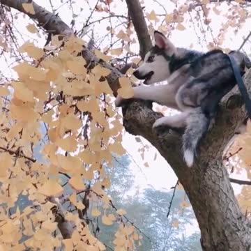 HUSKY THINK HE IS A LEOPARD.mp4