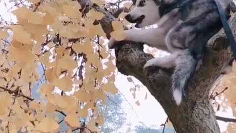 HUSKY THINK HE IS A LEOPARD.mp4