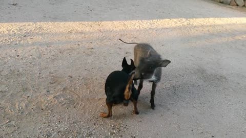 Animal friendships. Noddy and a Varkie-Varkie, the Warthog.