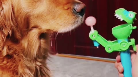 Funny golden moments 🐕 funny animals videos