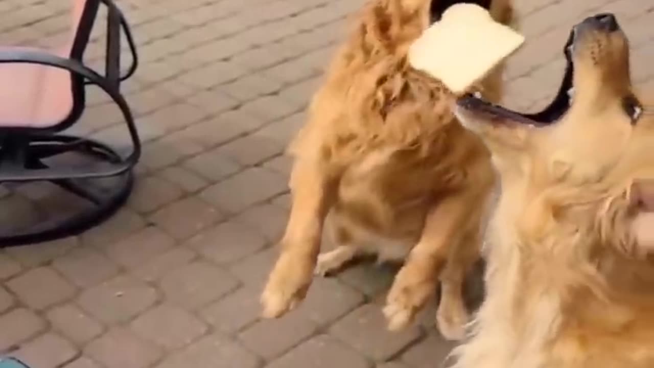 New Funny Videos 2023 😍 Cutest Cats and Dogs 🐱🐶 Part1