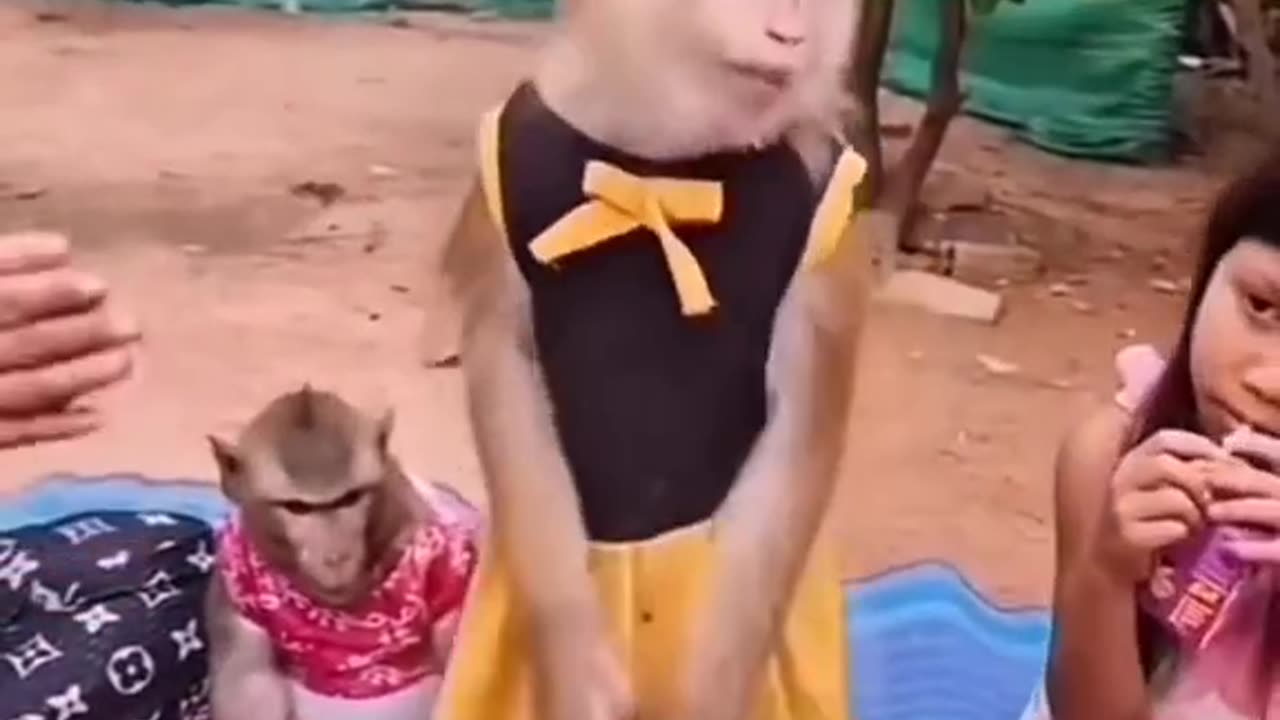 Dancer monky