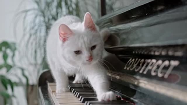 Funny Cat Play with Piano