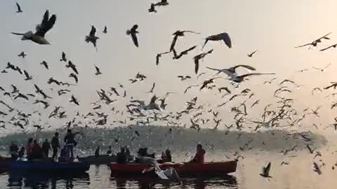 bird is flying.