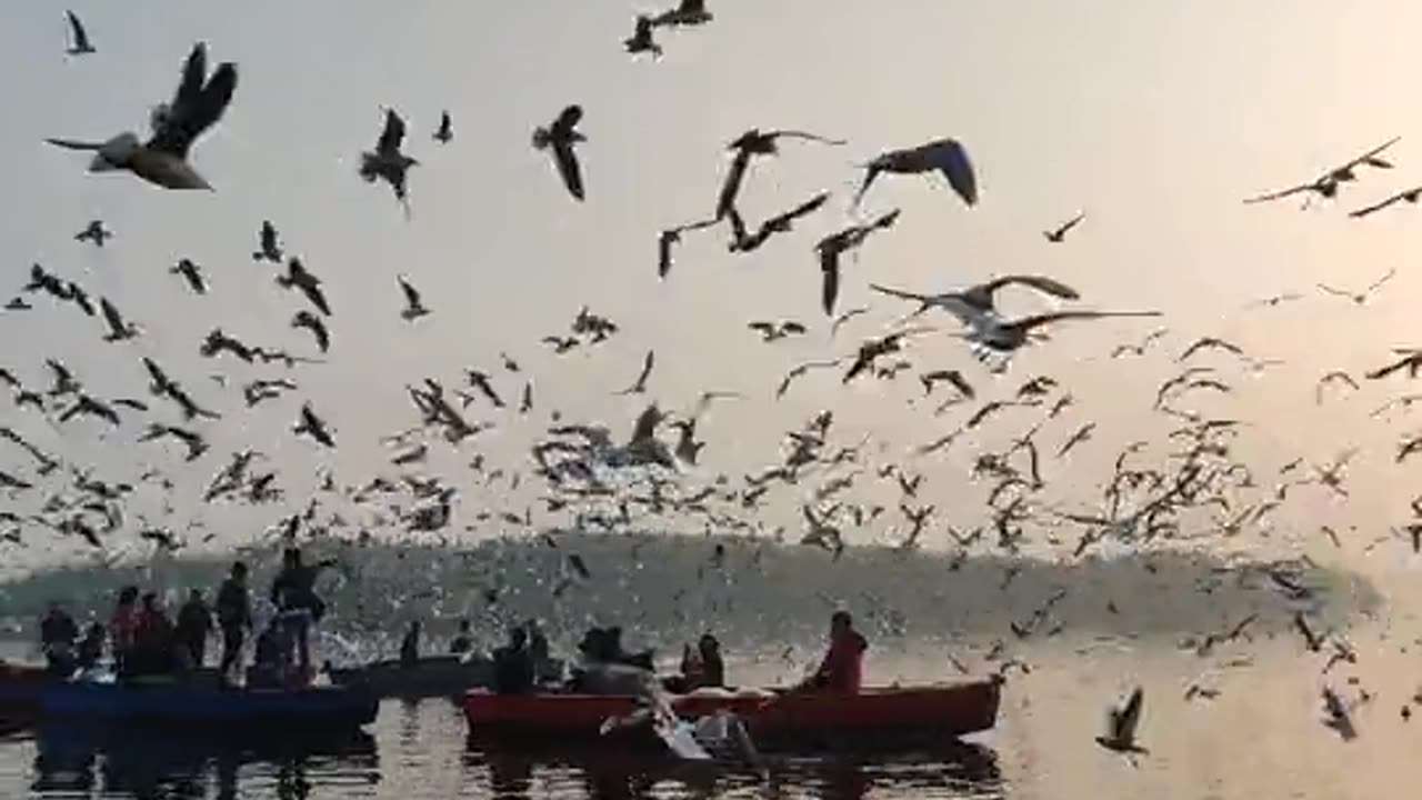 bird is flying.
