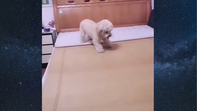 little dog getting ready to sleep