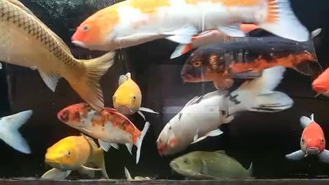 koi fish in captivity aquarium