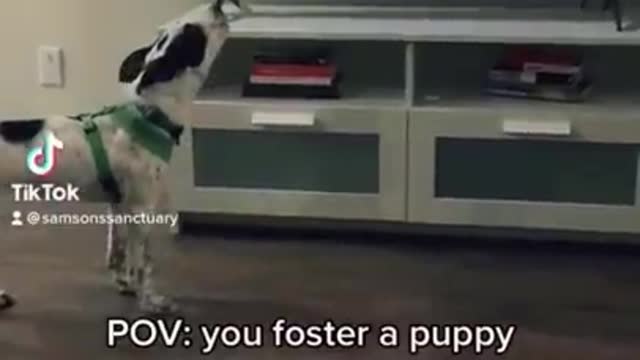 Why did no one tell me that having a dog is so fun