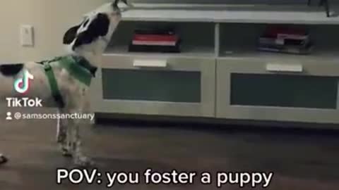 Why did no one tell me that having a dog is so fun