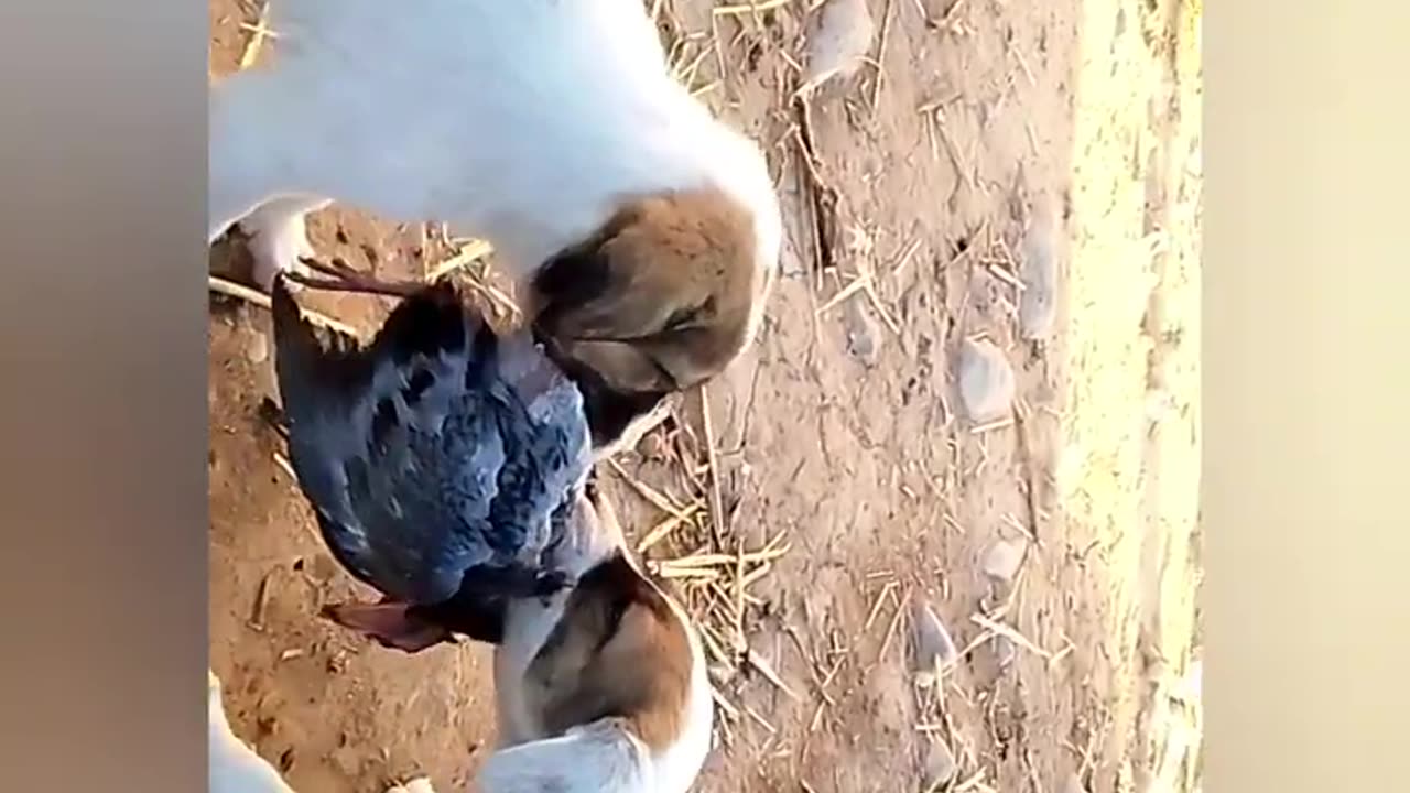 New Funny Cats And Dog Reaction Unlimited Fun 🤣