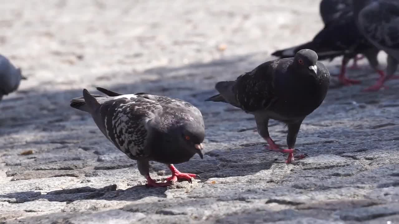 Hungry pigeon do hard work for eating grain