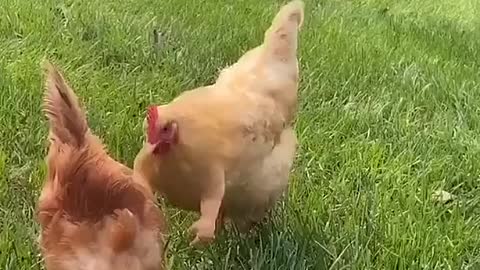 Don’t see this everyday 💪🐔