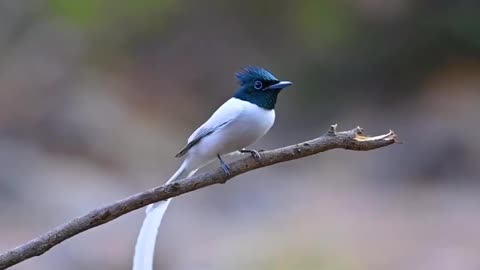 Flycatcher