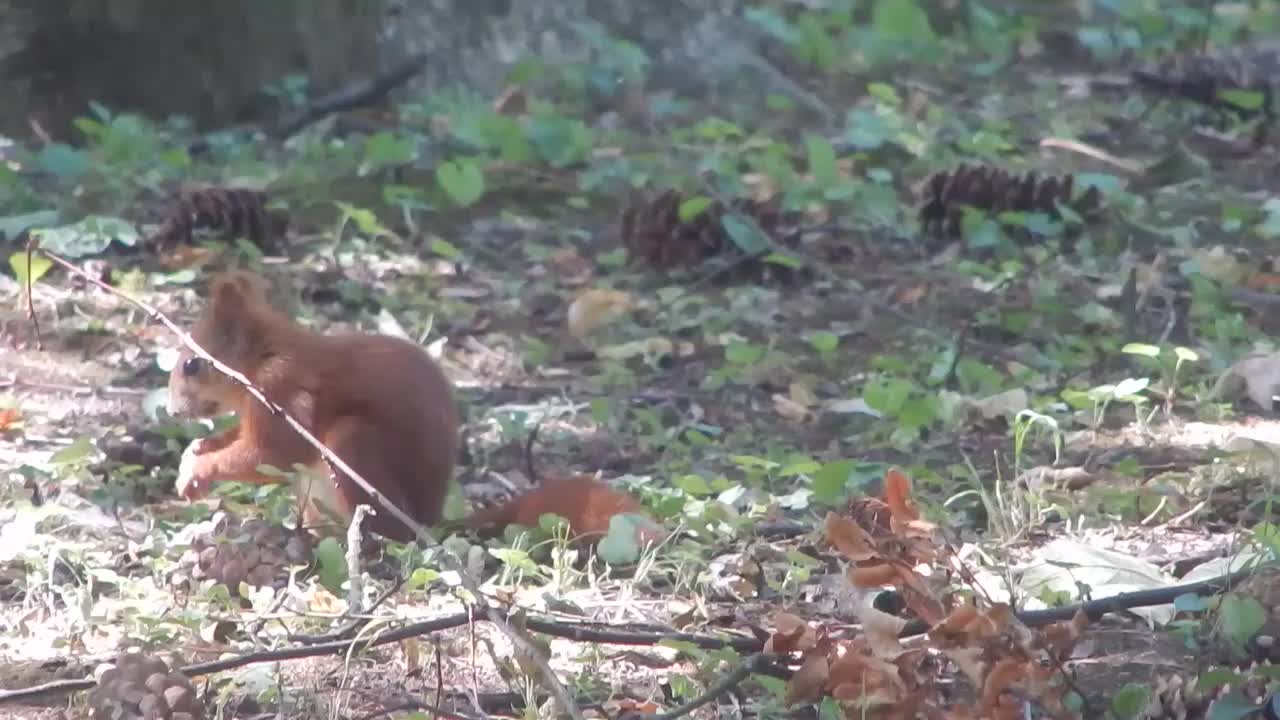 squirrel eats a nut