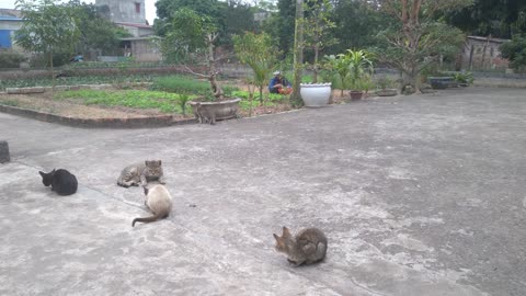 video cat cute