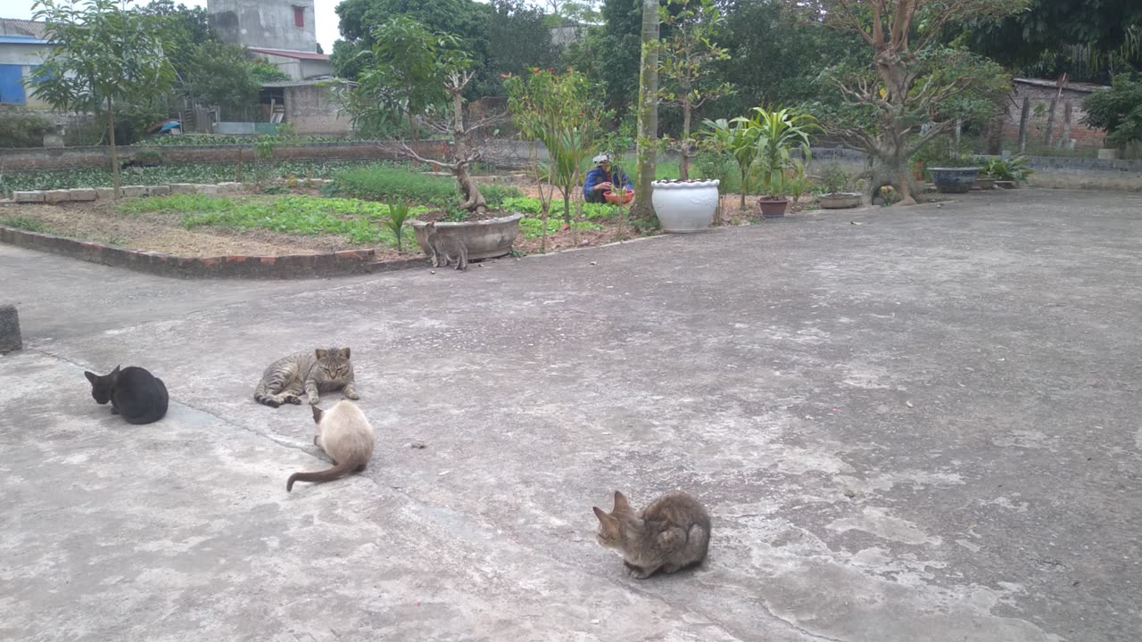video cat cute