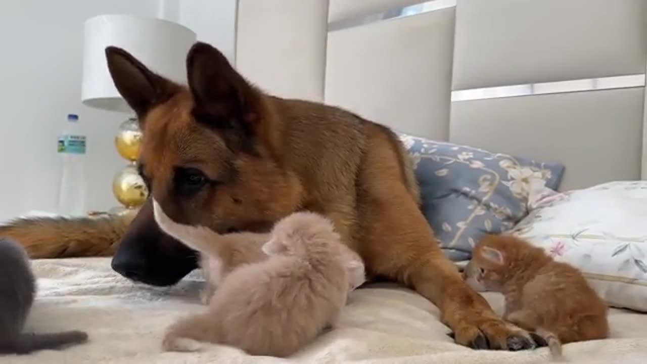 Tiny Kittens Love the German Shepherd