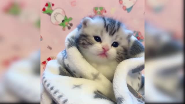 Cute Funny Cat Video 2021 #18