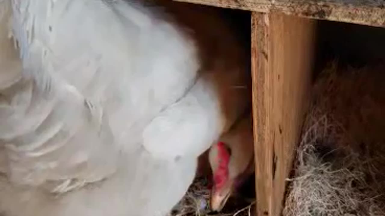 Wait till the end