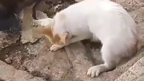 This is a beautiful and charming water-dwelling species